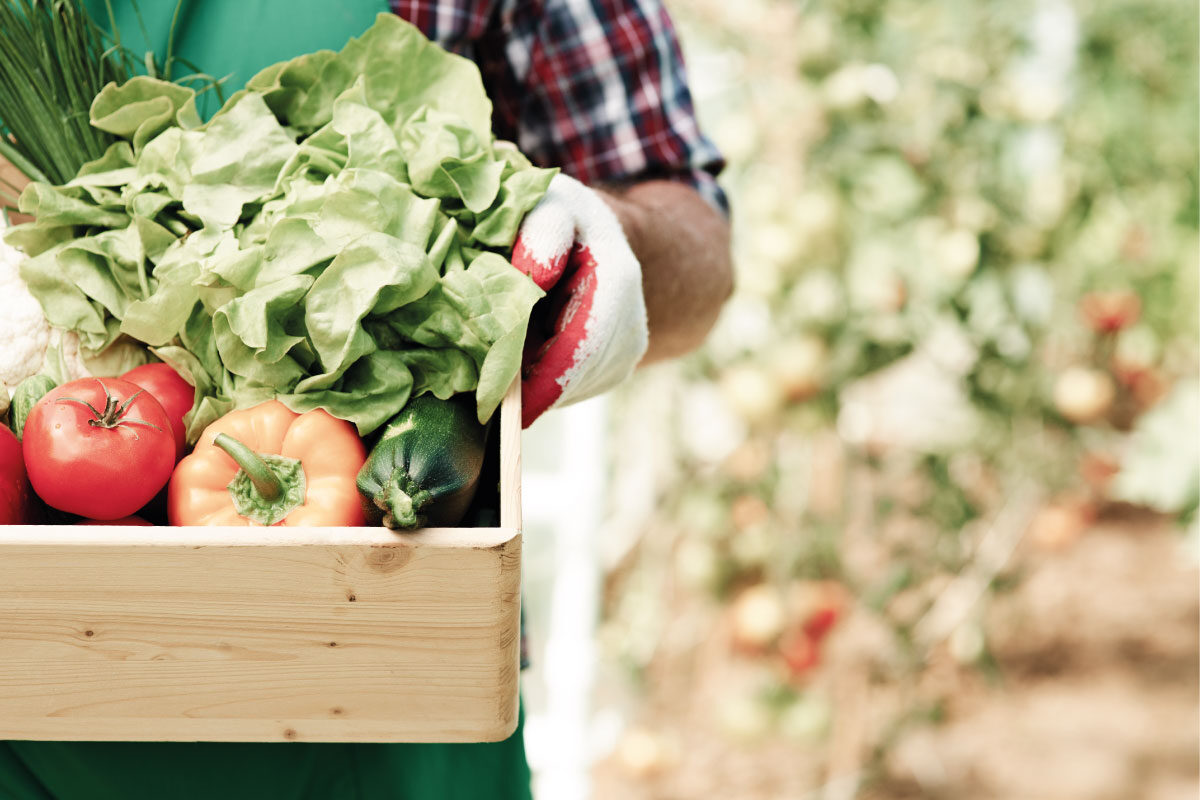 Canasta con frutas de cosecha