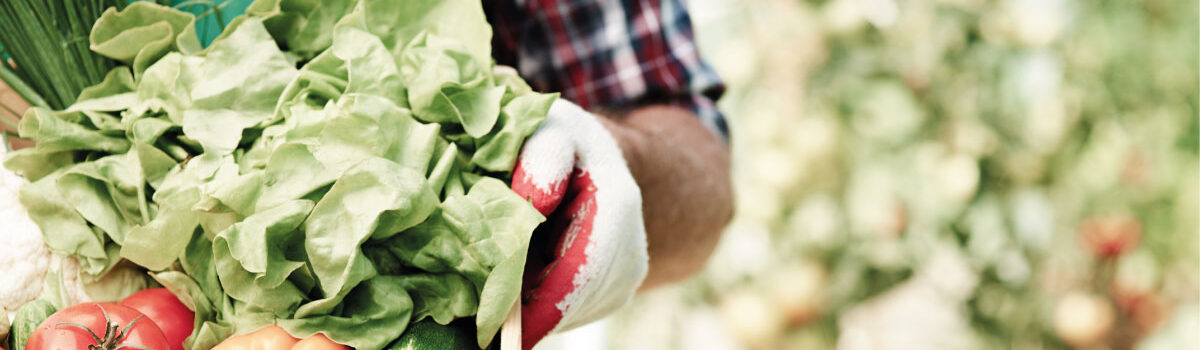 Canasta con frutas de cosecha